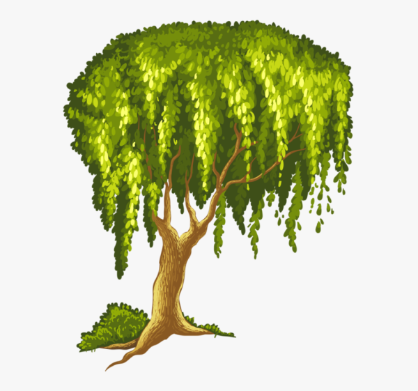 Ива дерево для детей