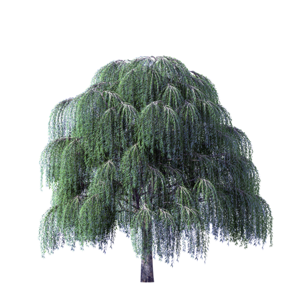 Плакучие ивы и березы