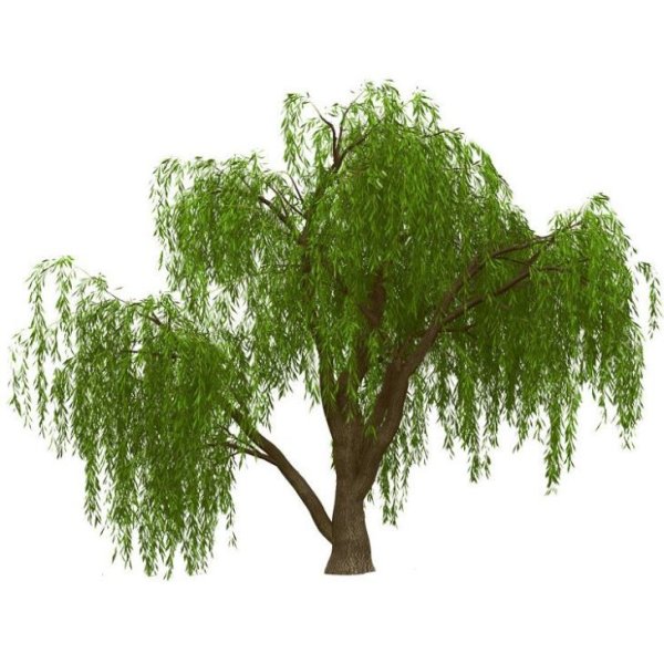 Ива дерево для детей