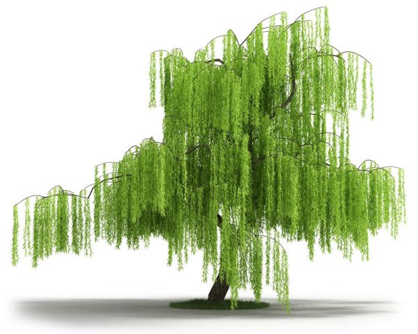 Ива на белом фоне