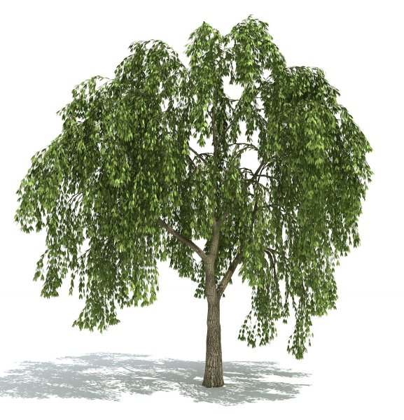 Ивовая береза