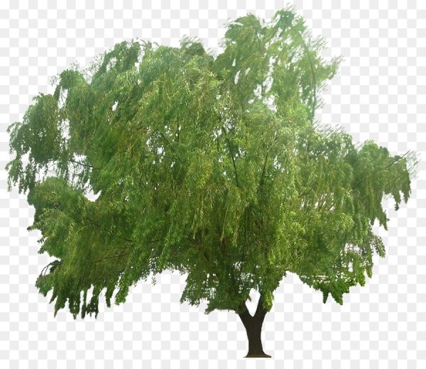 Плакучая Ива детям