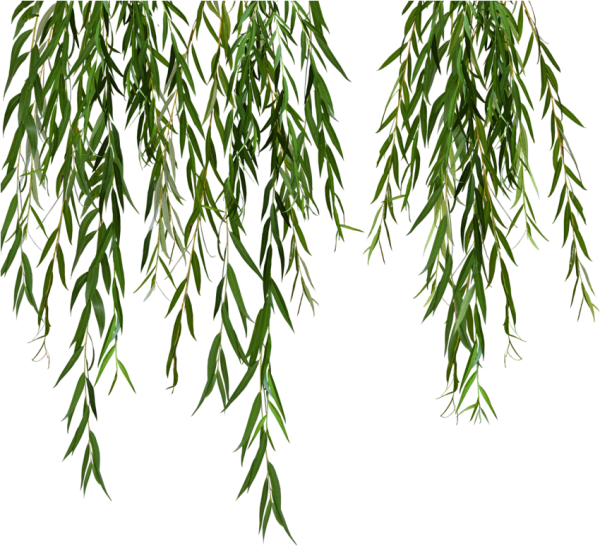 Ветка плакучей ивы