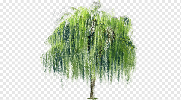 Плакучая Ива детям