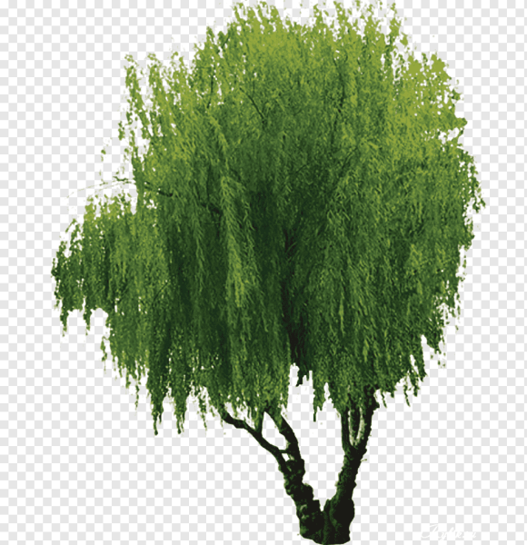 Ива вечнозеленое дерево