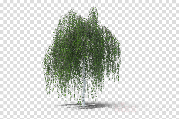 Плакучие ивы и березы