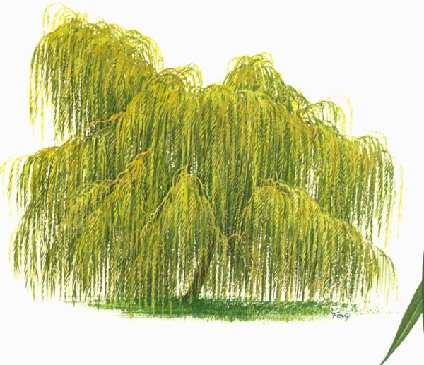 Плакучая Ива дерево листья