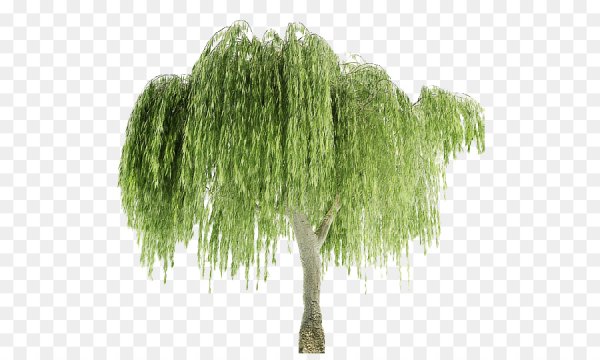 Плакучая Ива 3д модель
