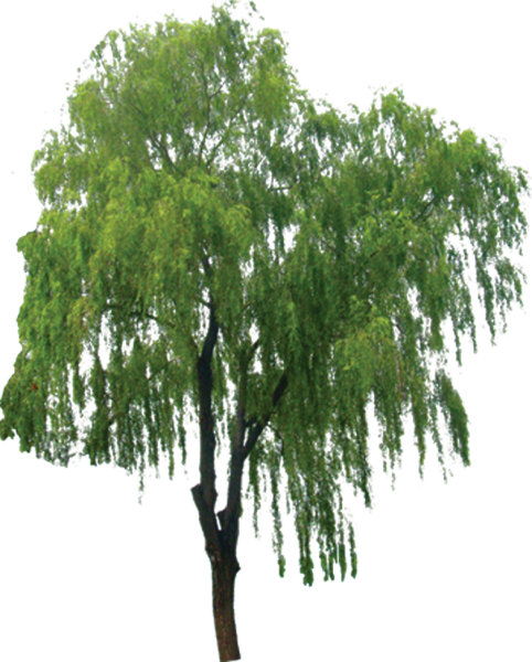 Ива на прозрачном фоне