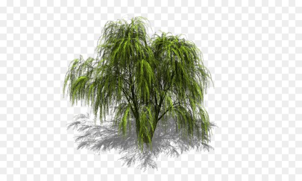 Плакучая Ива 3д модель
