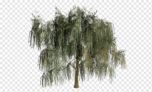 Ива дерево без фона