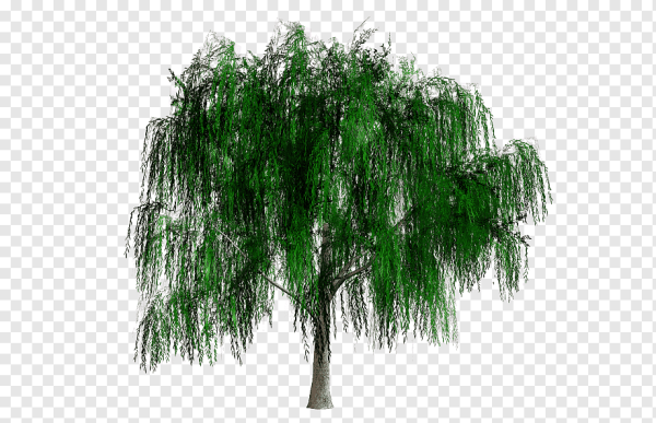 Плакучая Ива детям