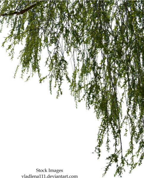 Ветка плакучей ивы