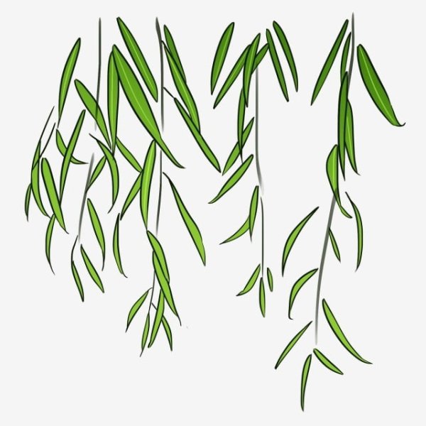 Ветка ивы на прозрачном фоне