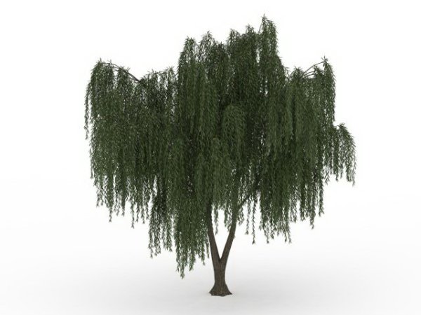 Ива дерево на черном фоне