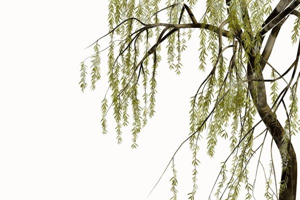 Ветка ивы Ивовая ветка