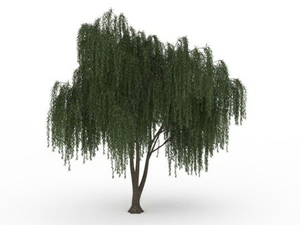 Плакучие ивы и березы