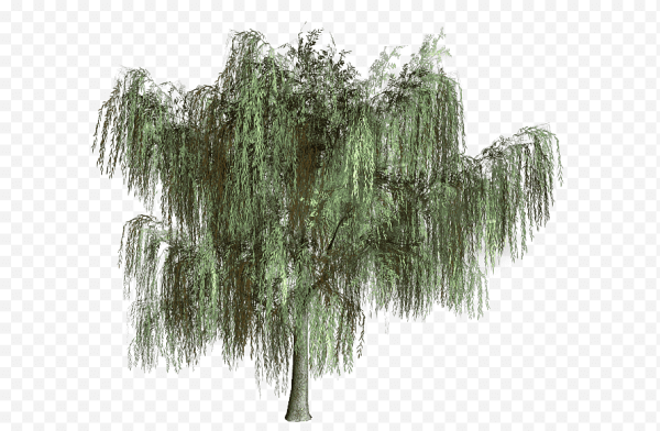 Ива без фона