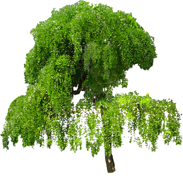 Береза на прозрачном фоне