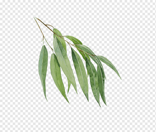 Ивовый лист