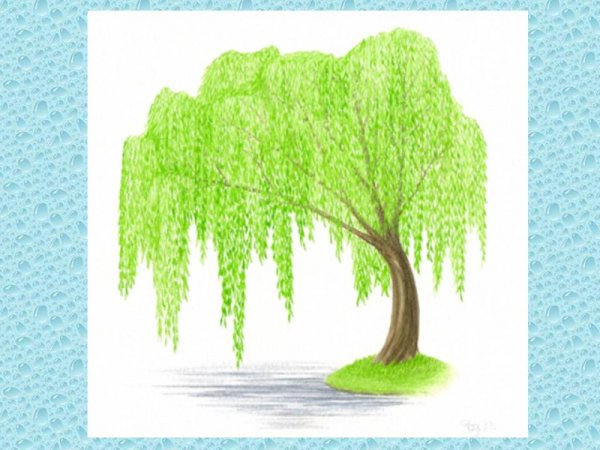 Ива цветными карандашами