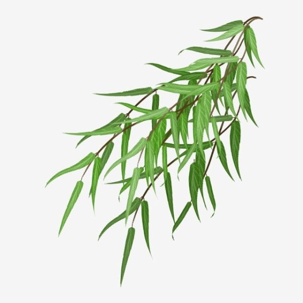 Ветка ивы на прозрачном фоне