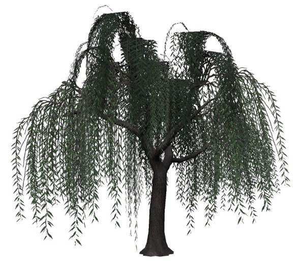Плакучая Ива ствол