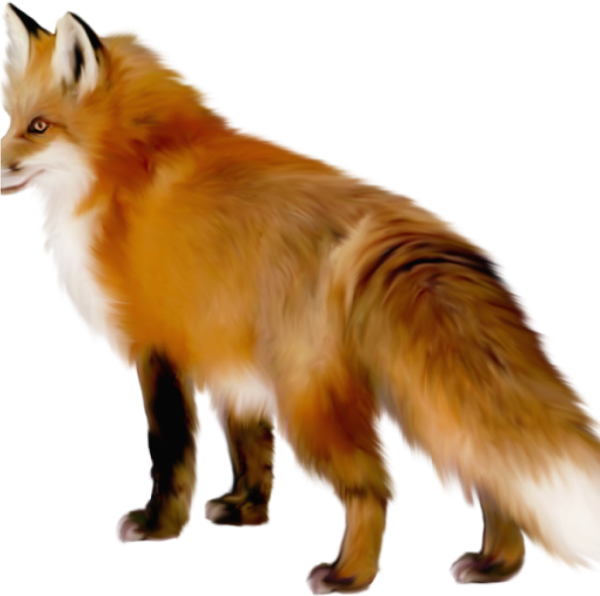 Лесные животные на белом фоне