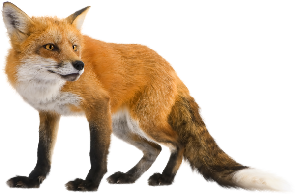 Лиса на белом фоне