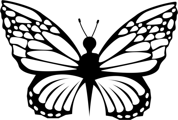 Бабочка черно белая