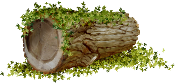 Бревно на белом фоне