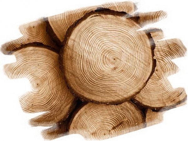 Тик дерево спил