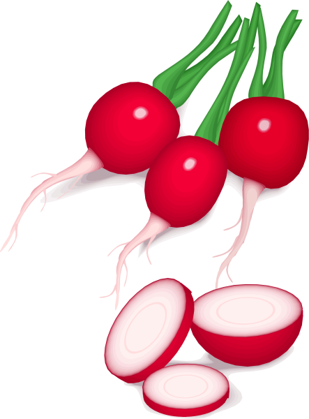 Овощи редиска