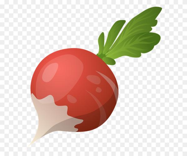 Редиска для детей