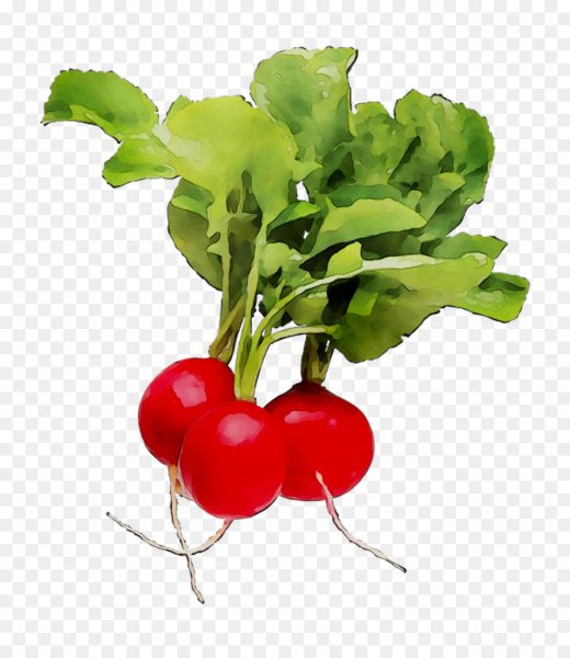 Редис без фона