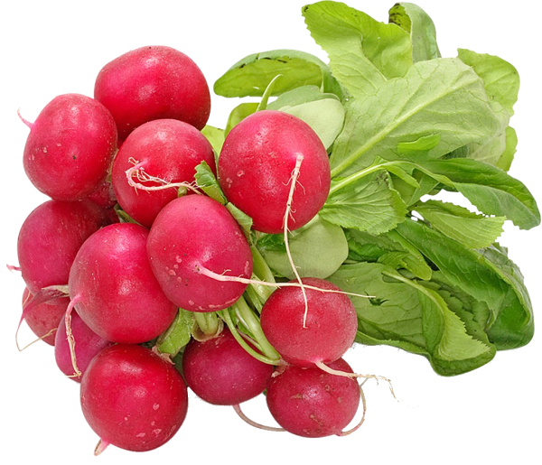 Fresh netto редис