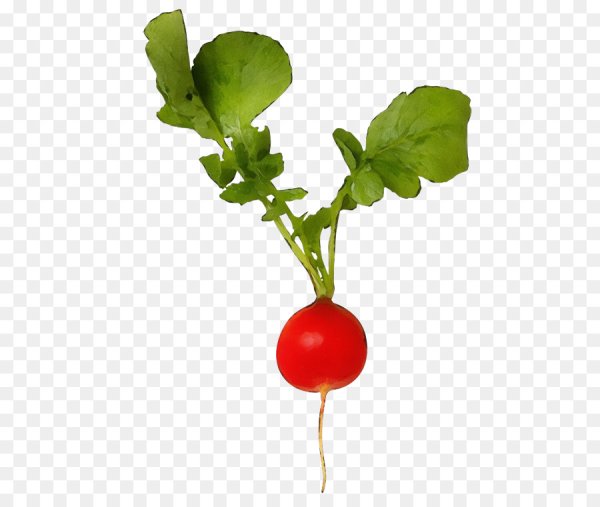 Редис на прозрачном фоне