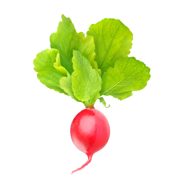 Овощи для детей редиска