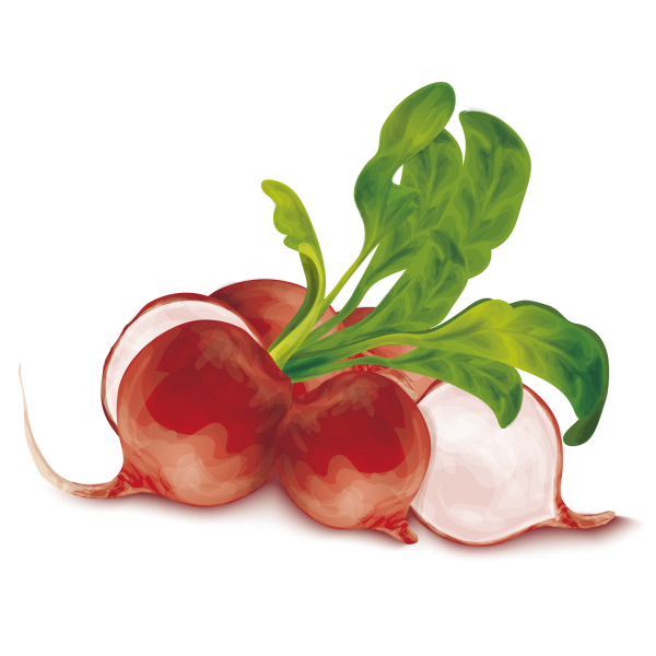 Редис для детей