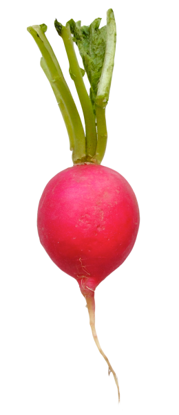 Турп Шалгам