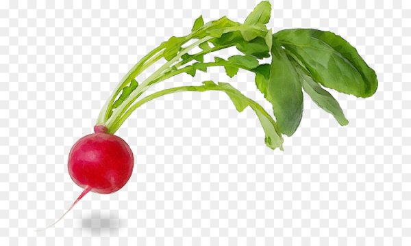 Редис на белом фоне