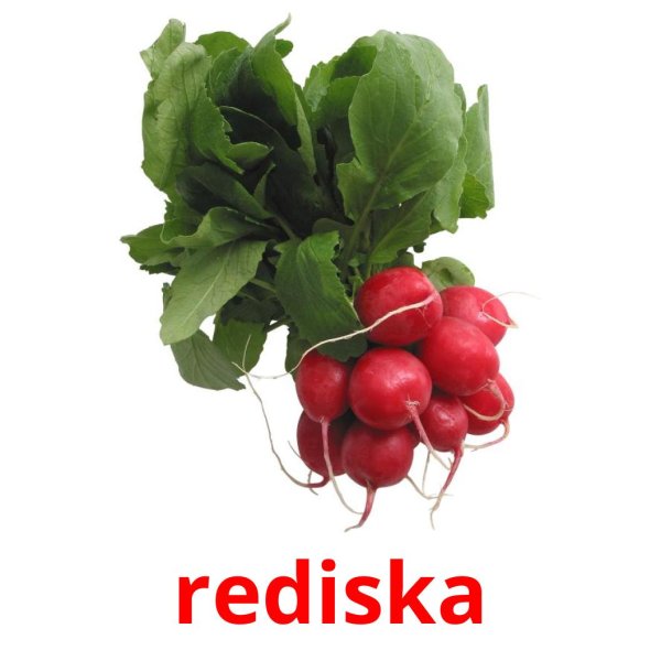 Большая редиска