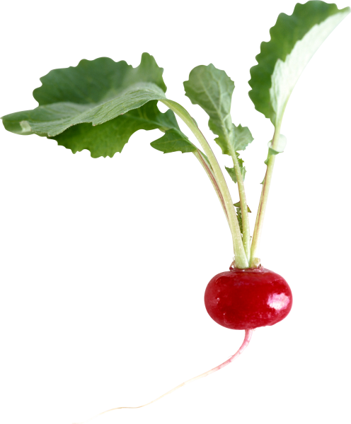 Редис для детей