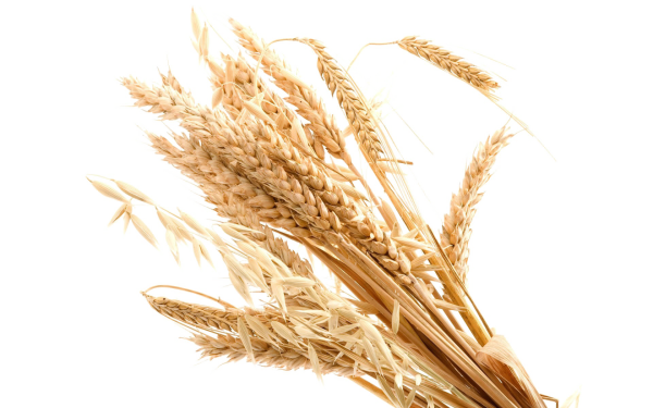 Пшеничный колосок