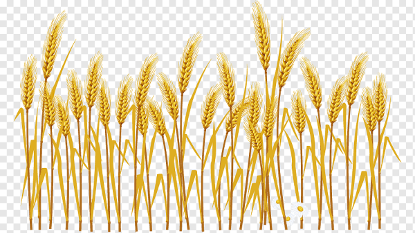 Колосья на прозрачном фоне