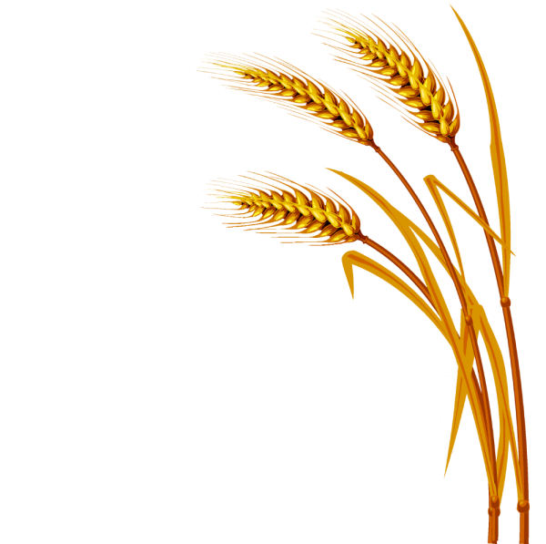 Пшеничный Колос