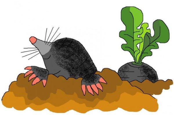 Крот рисунок для детей