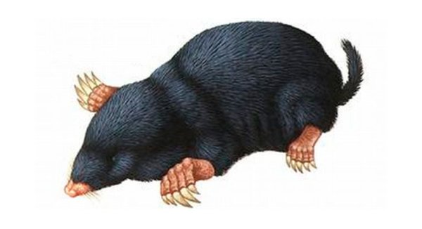 Среда обитания сумчатого крота