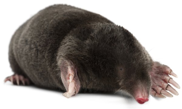 Крот на белом фоне