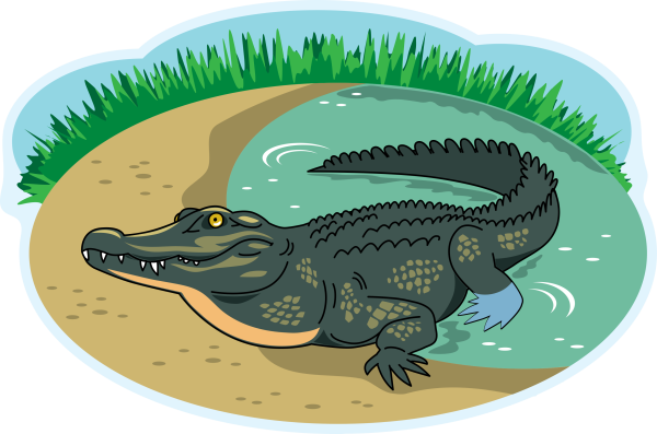 Крокодил картинка для детей на прозрачном фоне